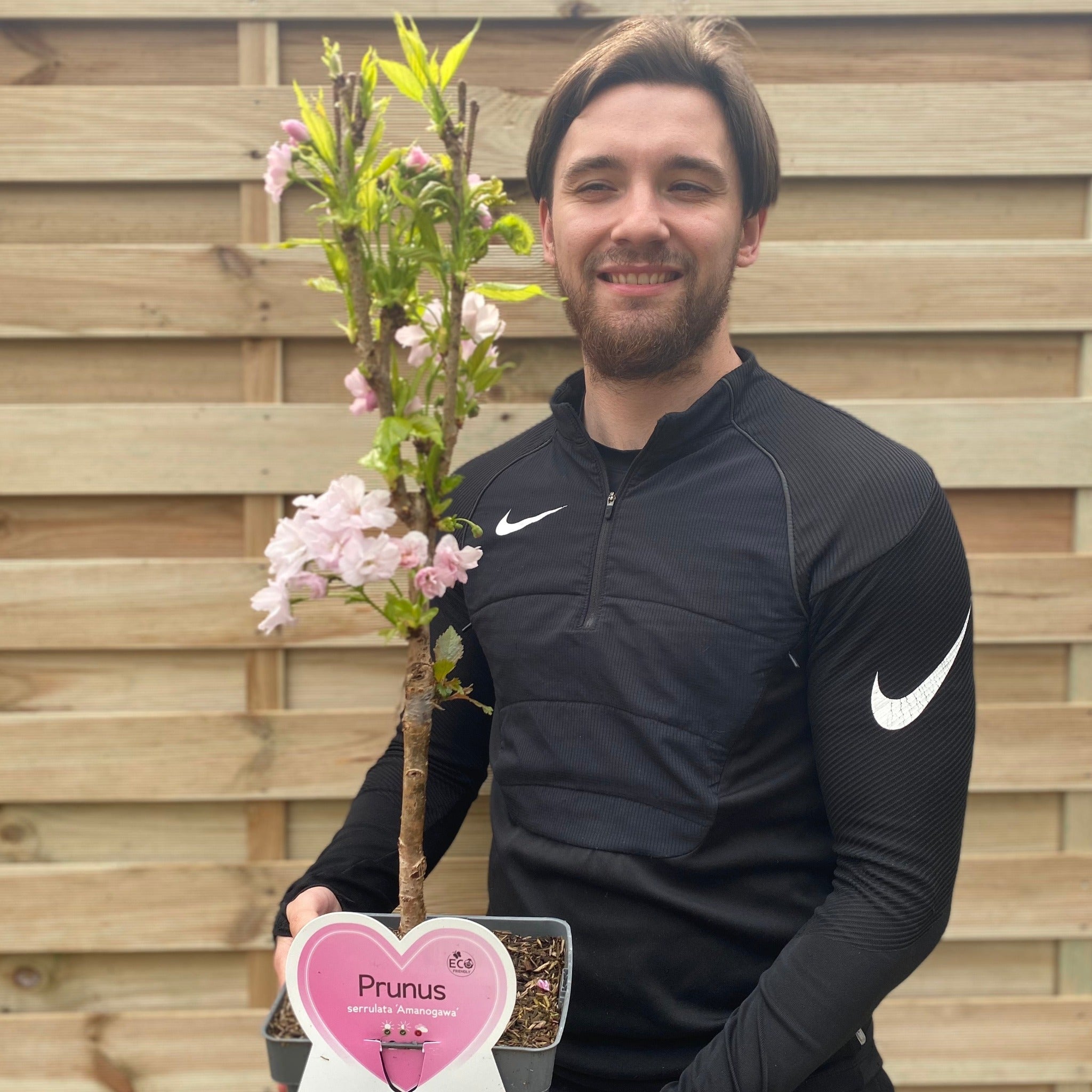 Ornamental Flowering Cherry Blossom Tree Dwarf - Prunus serrulata 'Amanogawa'' 70-80cm