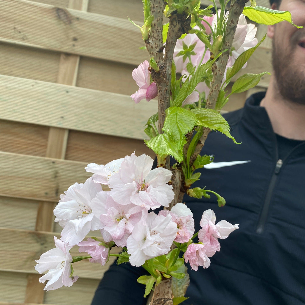 Ornamental Flowering Cherry Blossom Tree Dwarf - Prunus serrulata 'Amanogawa'' 70-80cm