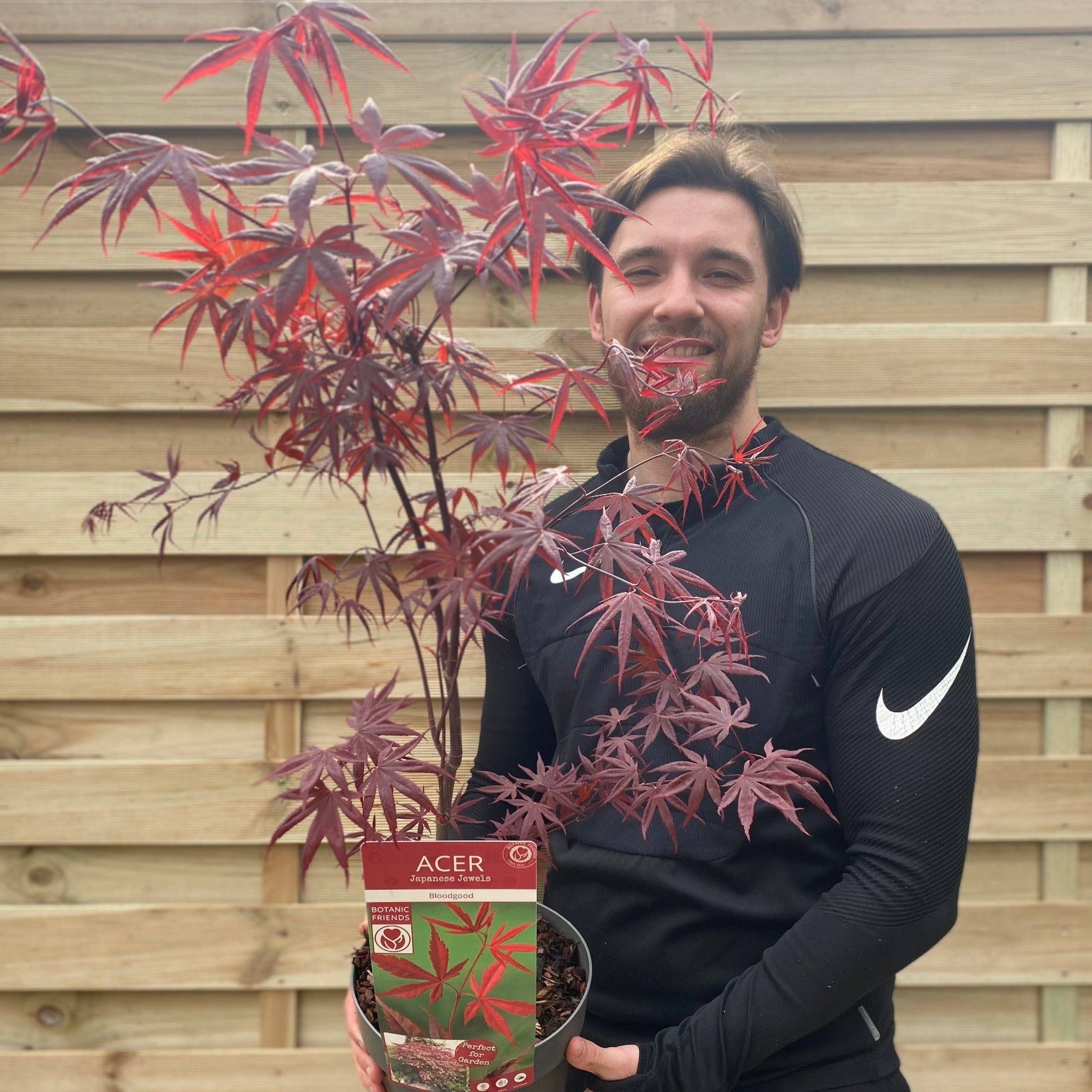 Acer palmatum 'Bloodgood' 3L / 10L