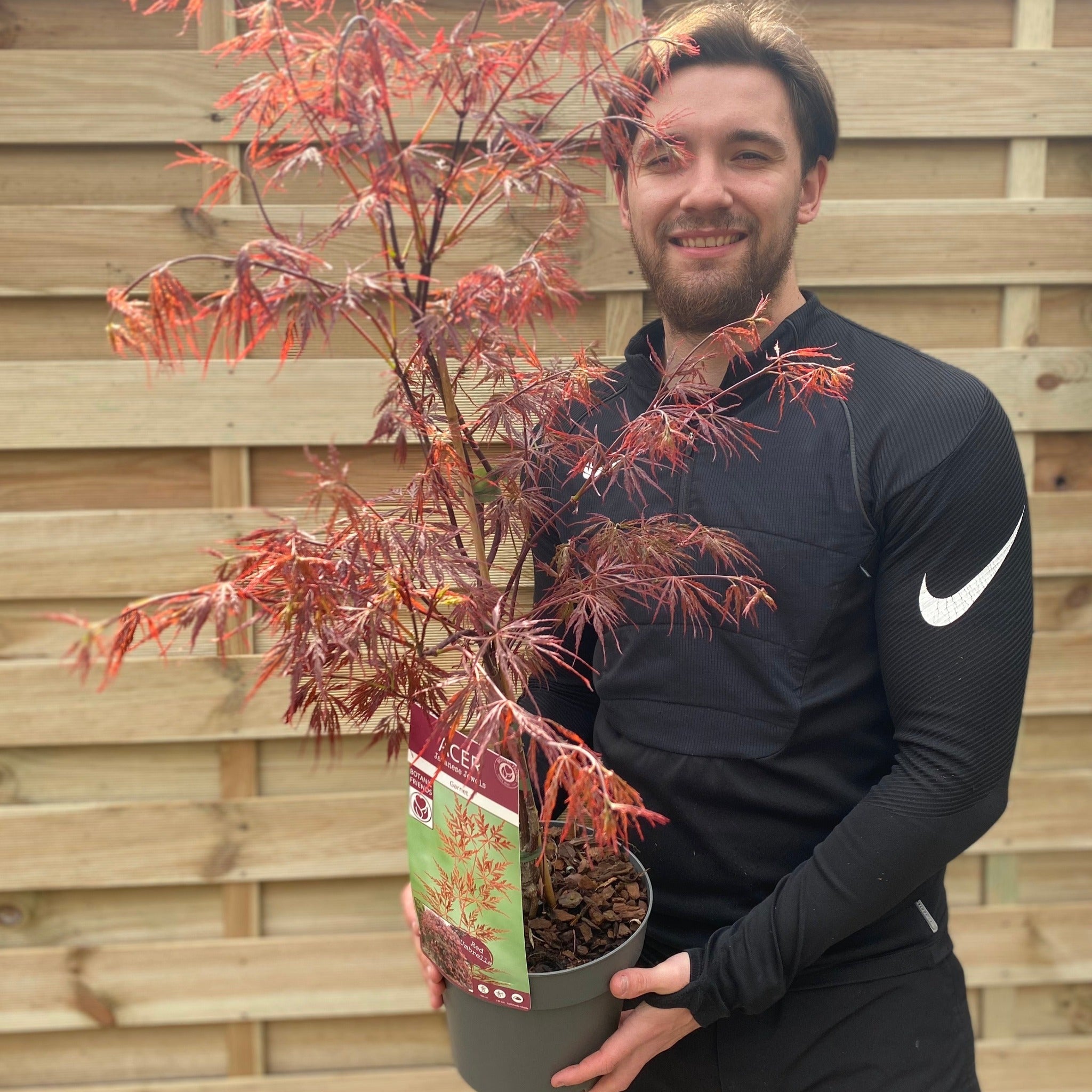Acer palmatum Garnet 3L / 10L