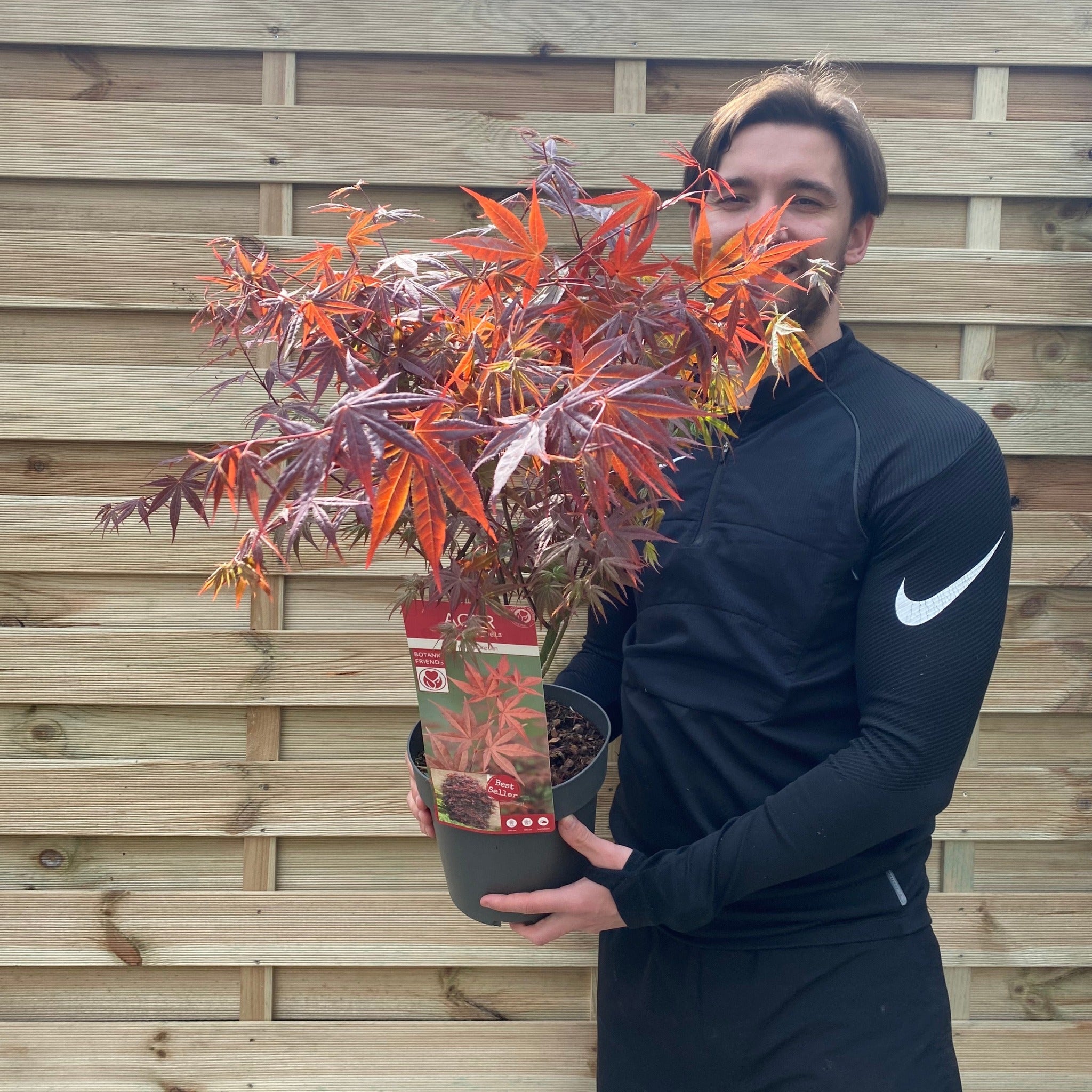 Acer palmatum 'Atropurpureum' 10.5cm / 2L / 3L / 10L