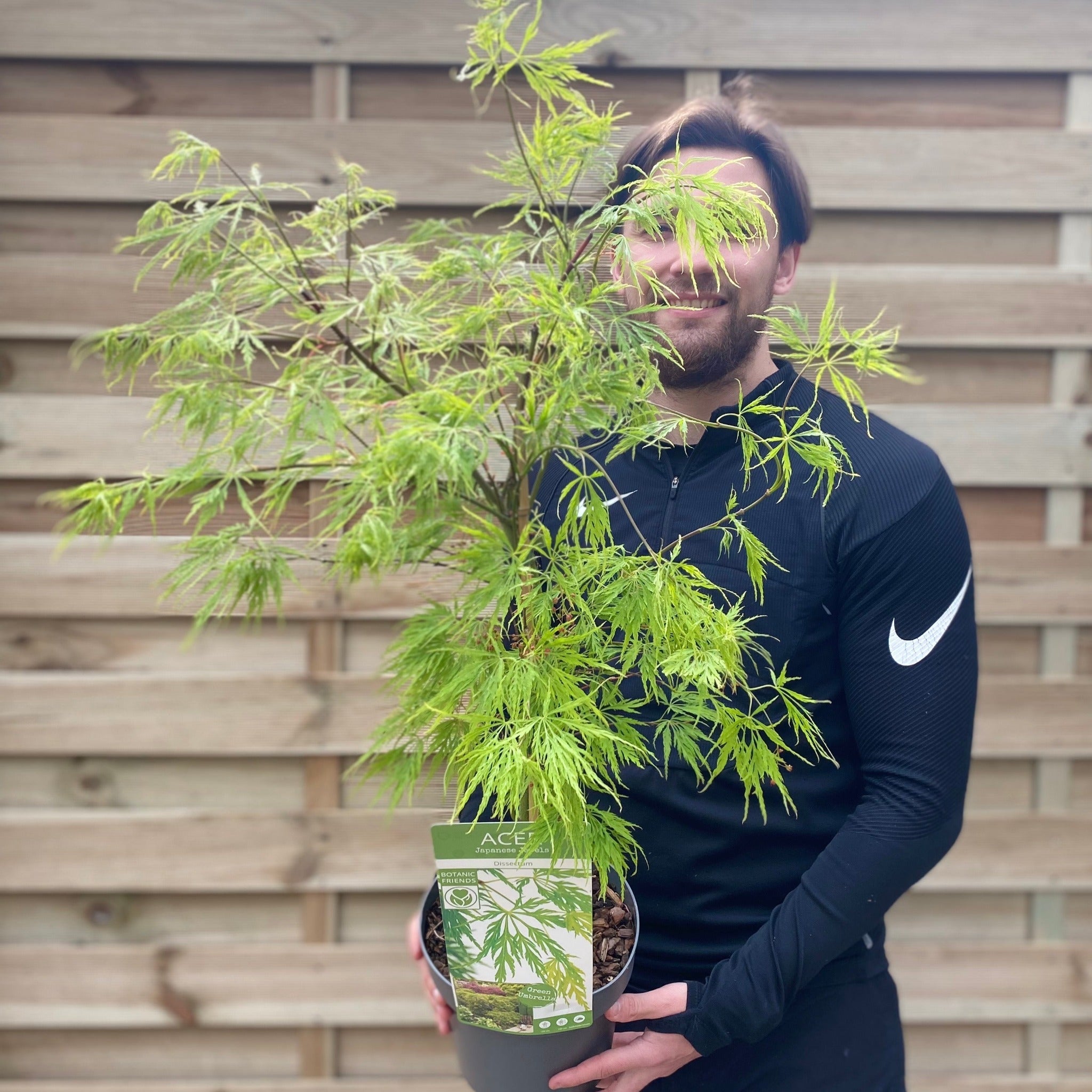 Acer palmatum Dissectum 3L / 10L