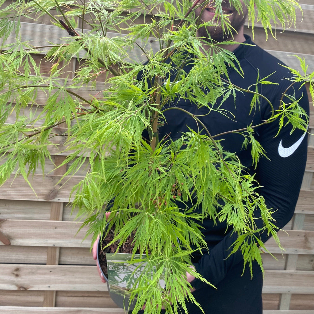 Acer palmatum Dissectum 3L / 10L