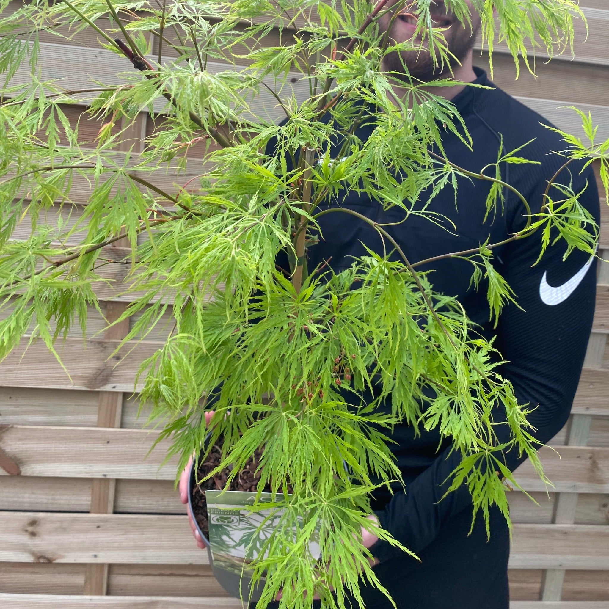 Acer palmatum Dissectum 3L / 10L