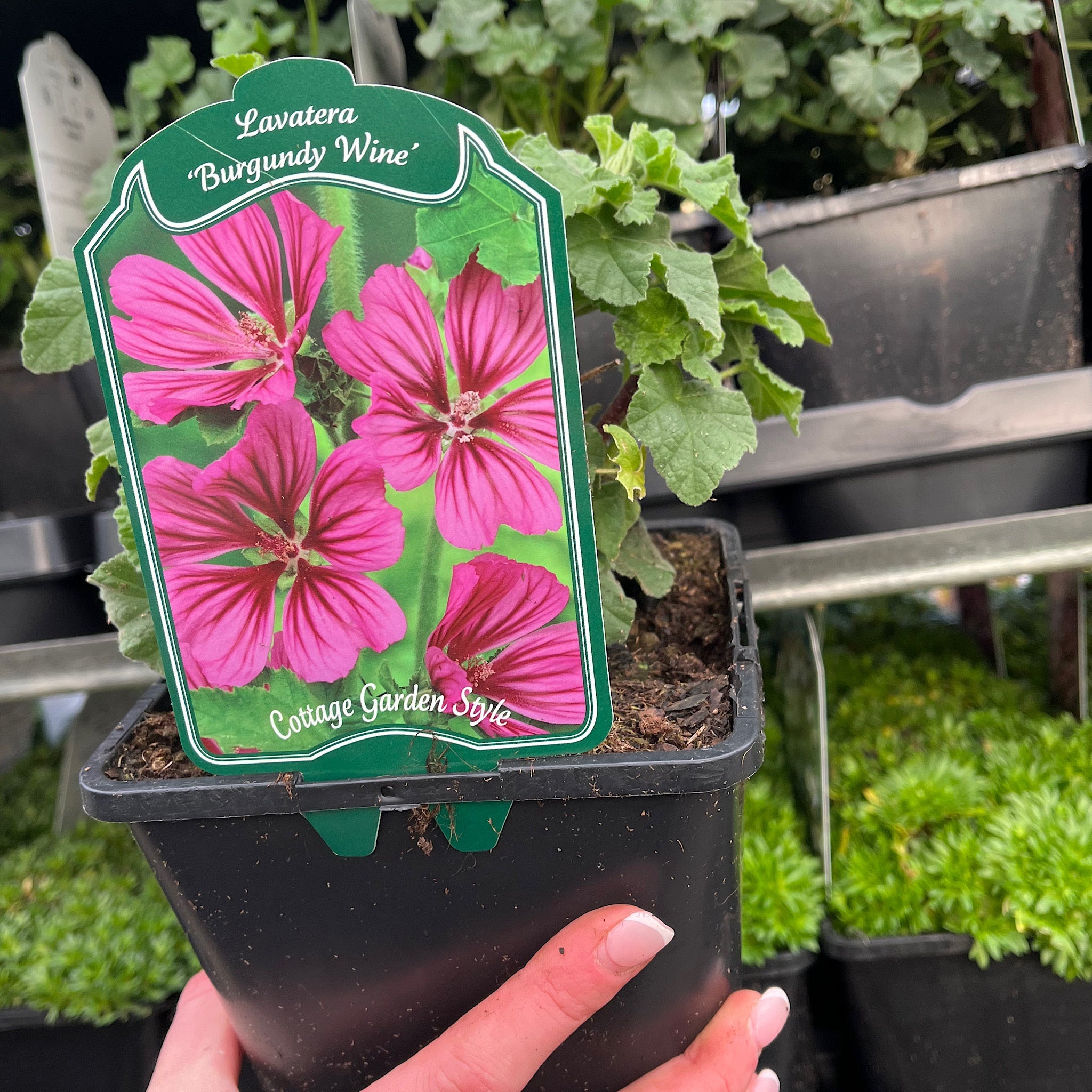 Lavatera 'Burgundy Wine' 9cm / 2L / 3L