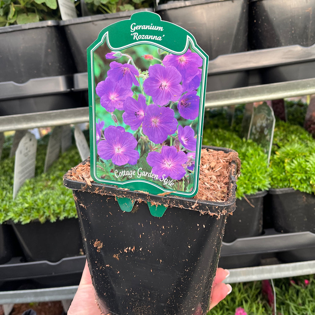Geranium 'Rozanne' 9cm / 2L