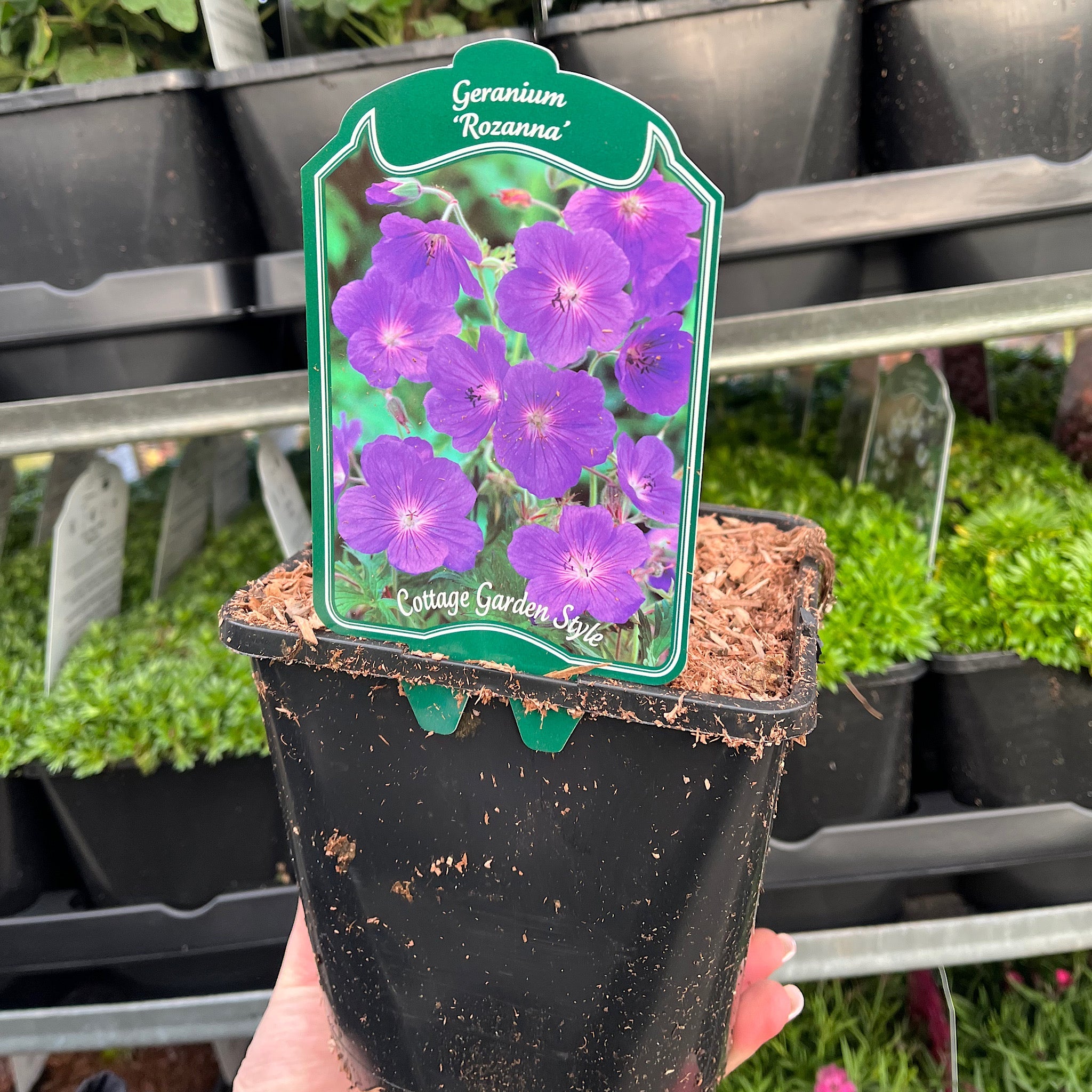 Geranium 'Rozanne' 9cm / 2L