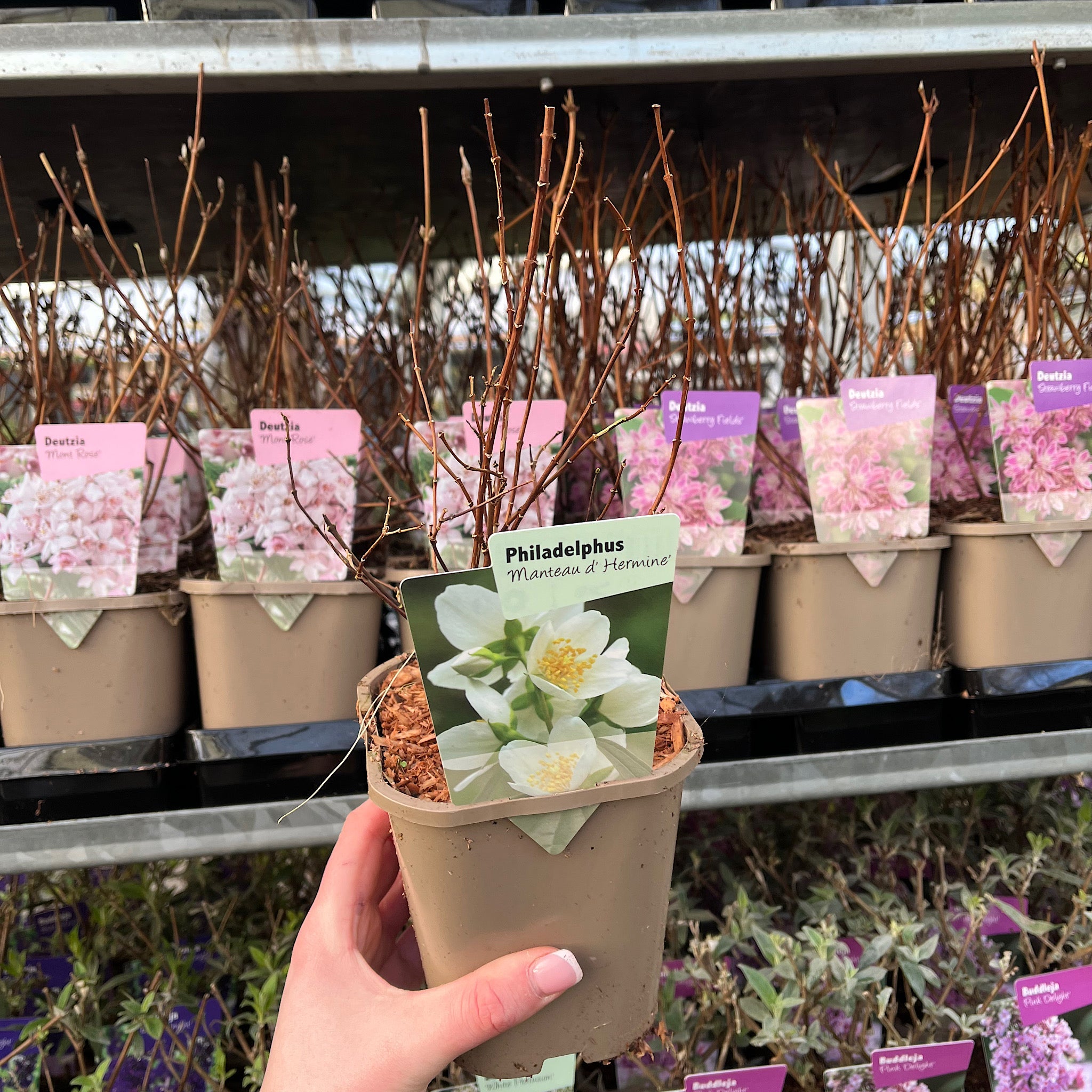 Philadelphus 'manteau d'Hermine' 1L / 2L