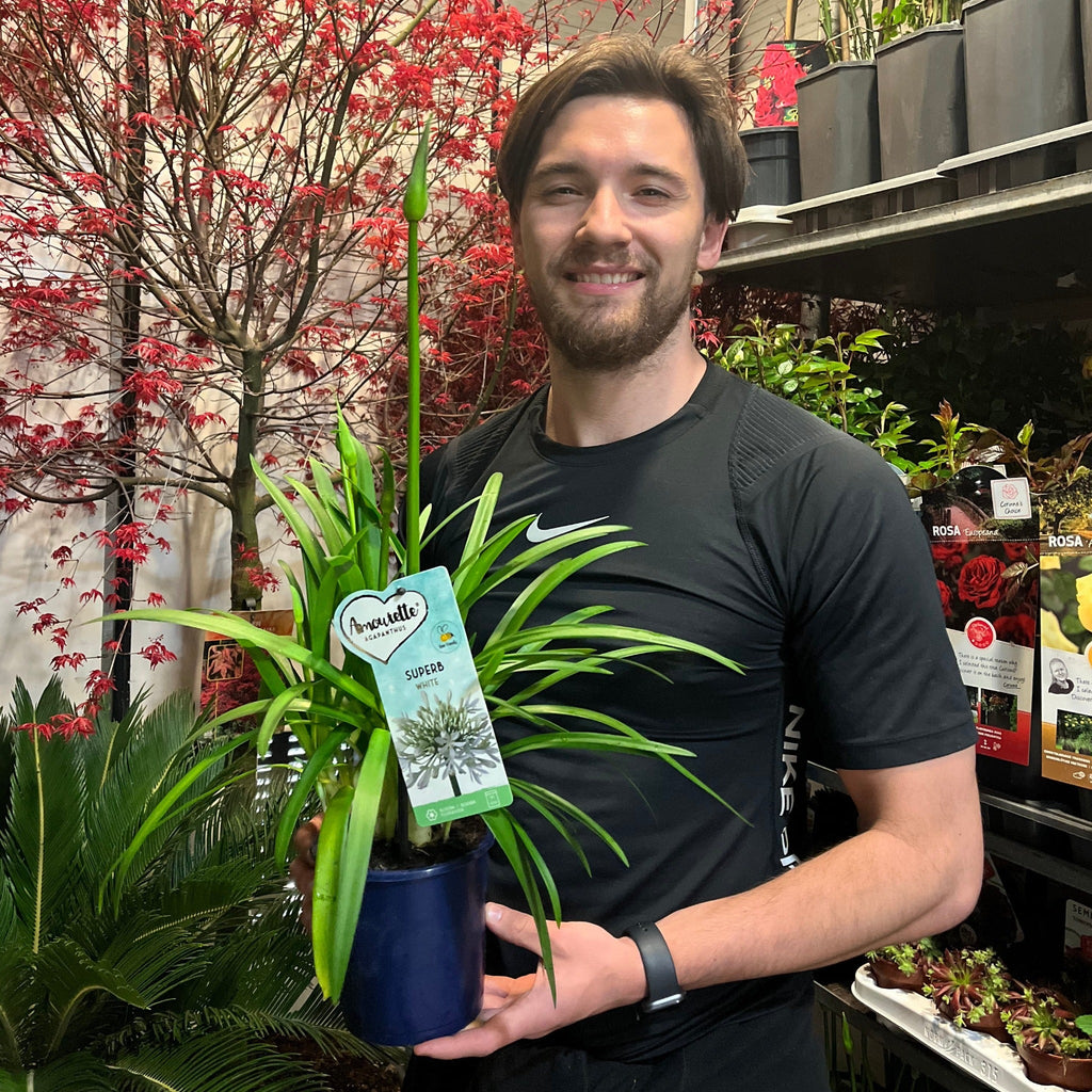 Agapanthus 'Africanus' - African Lily  (White)  1.5L