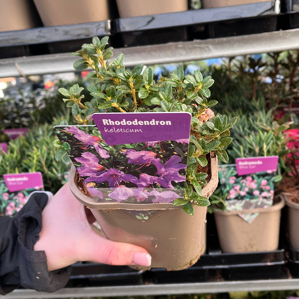 Rhododendron 'keleticum' 1L