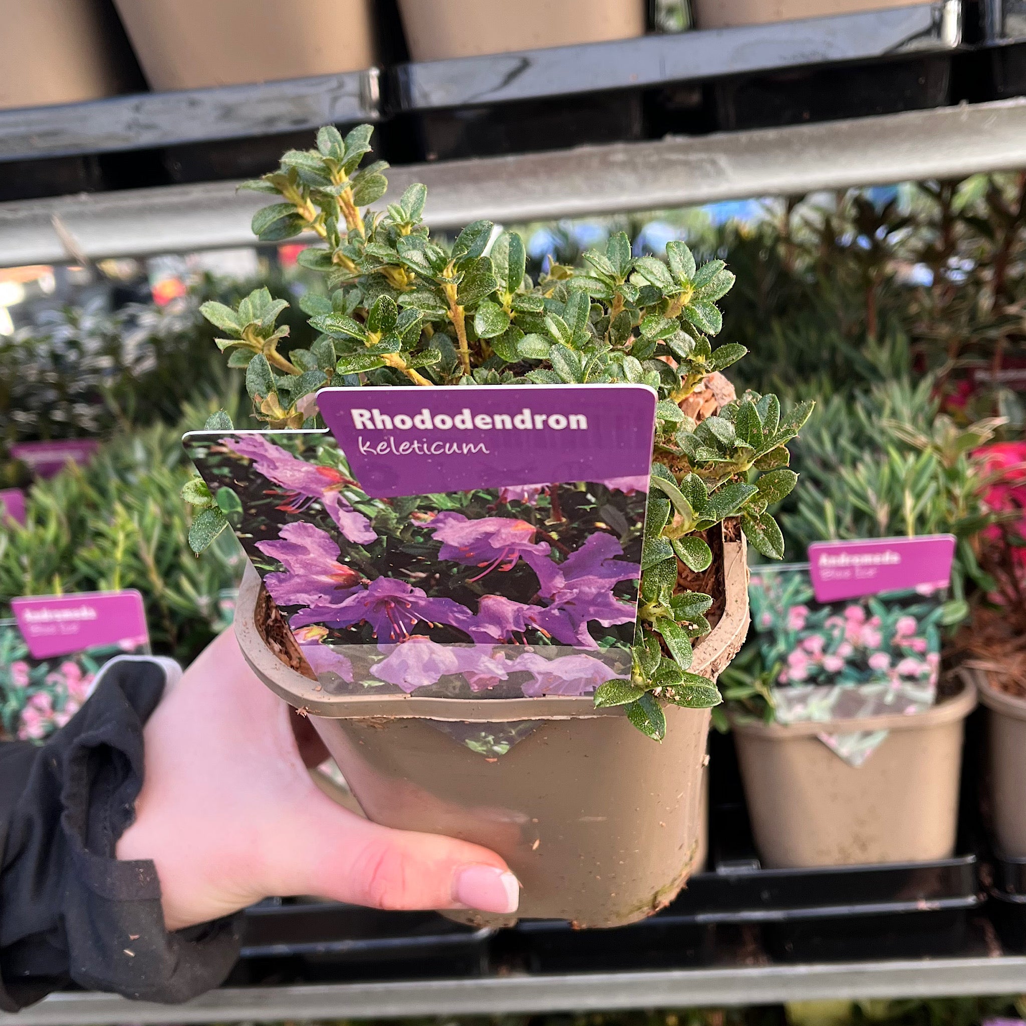 Rhododendron 'keleticum' 1L