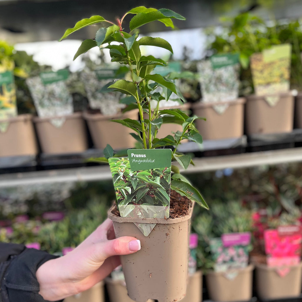 Portuguese Laurel | Prunus lauroceras 'Angustifolia' (Multibuy Offers Available)