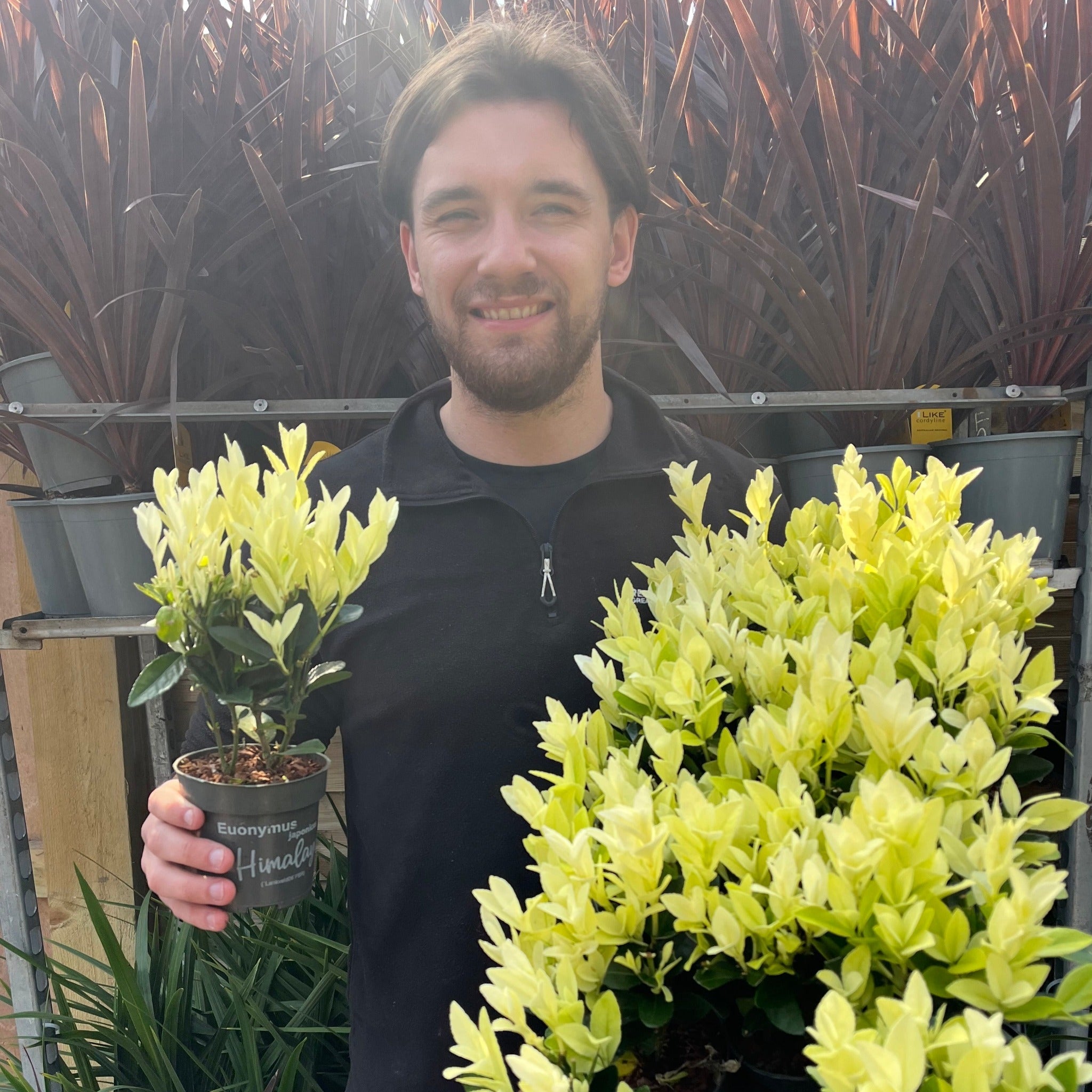 Euonymus japonica 'Himalaya' 9cm/2L/5L
