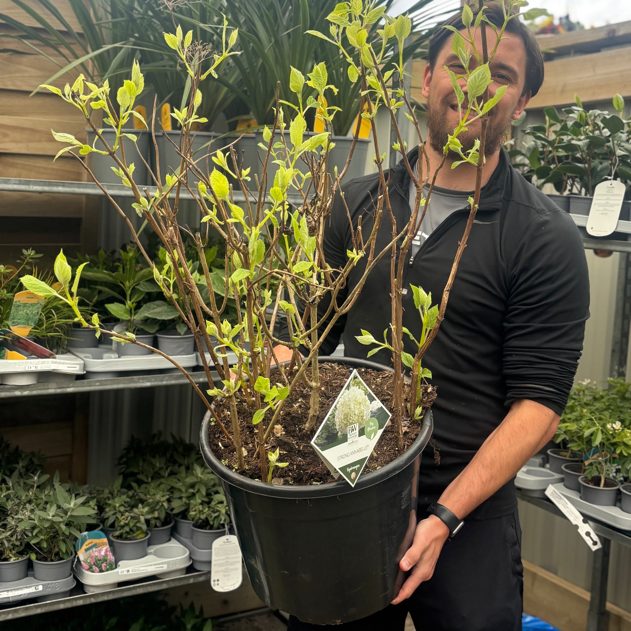 Hydrangea arborescens 'Incrediball' / 'Strong Annabelle' 3L / 5L / 7.5L / 10L / 20L