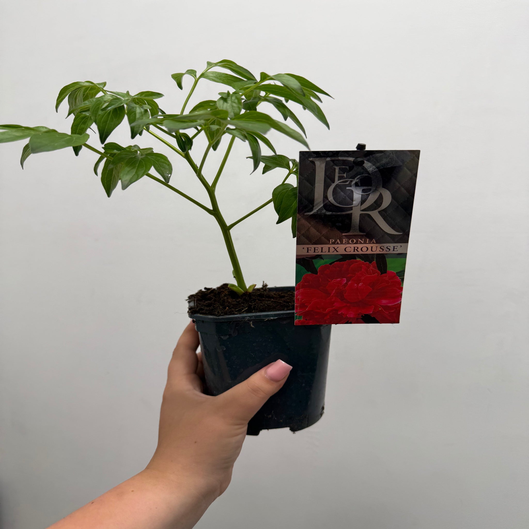 Peony ‘Felix Crousse’ 1L