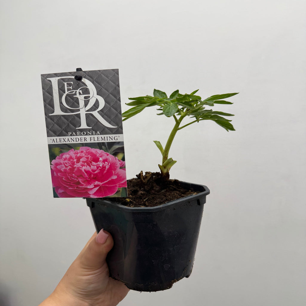 Peony 'Alexander Fleming' 1L