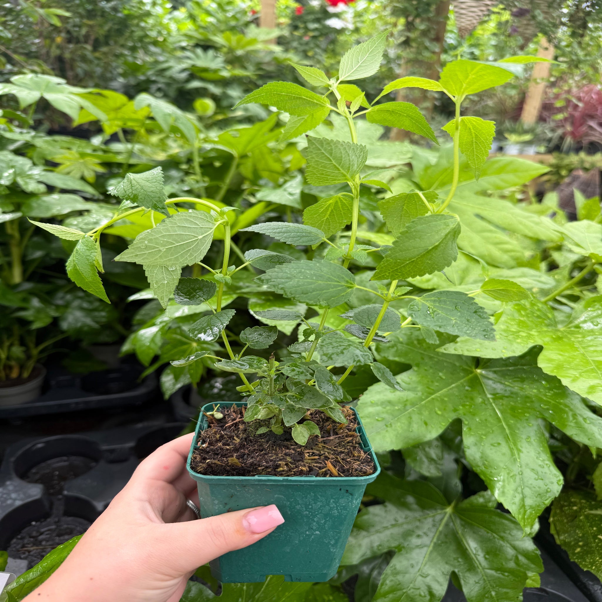 AGASTACHE foeniculum 'Little Adder' 9cm