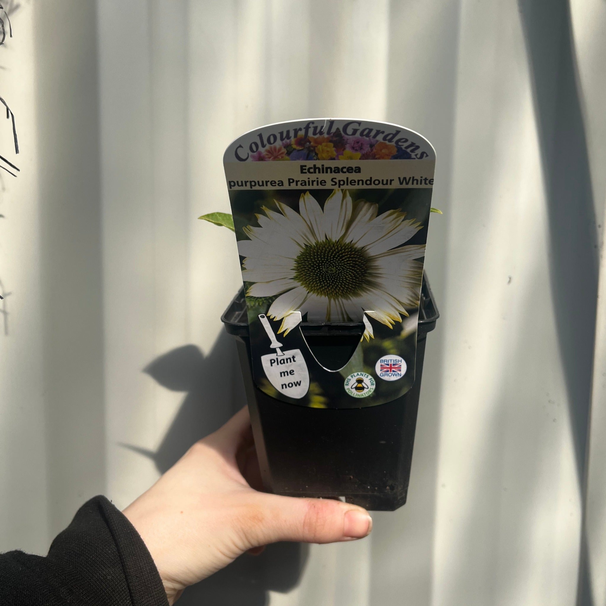 Echinacea purpurea Prairie Splendour White 9cm