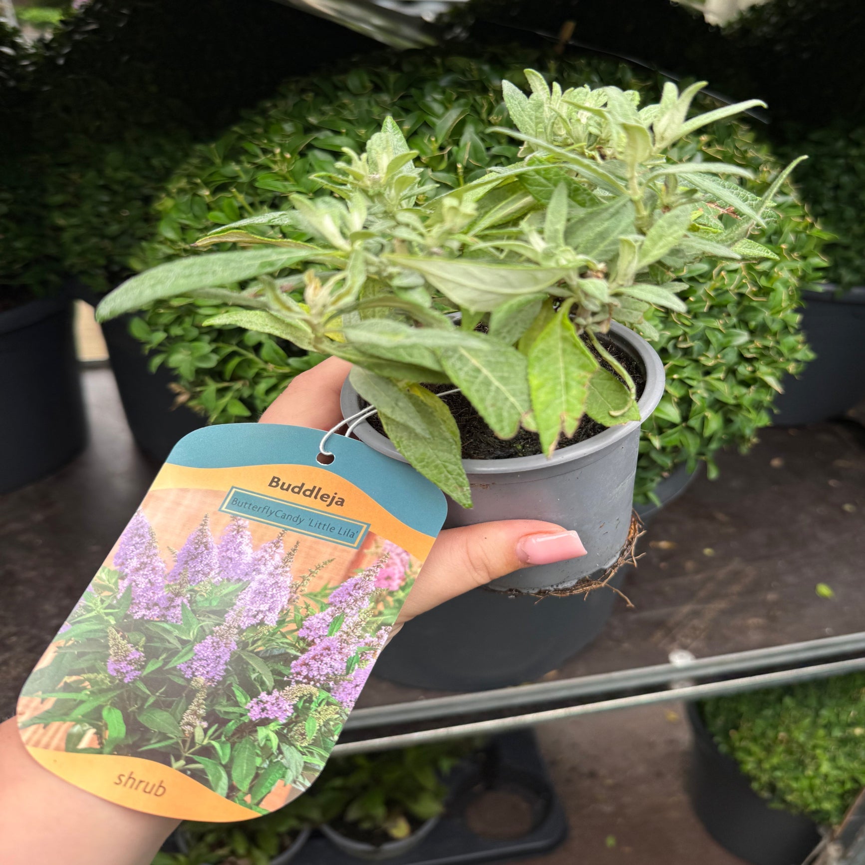 Buddleja 'Butterfly Candy Little Lila' 9cm/1L/3L