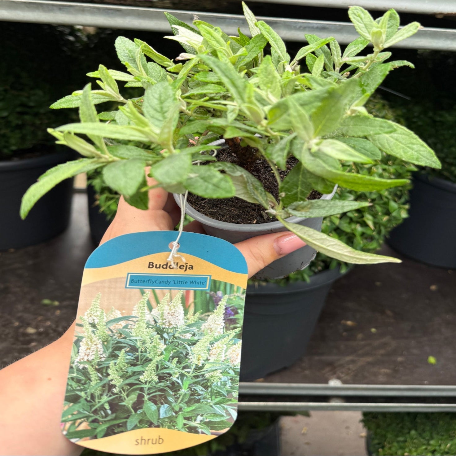 Buddleja Butterfly Candy 'Little White' 9cm/1L/3L