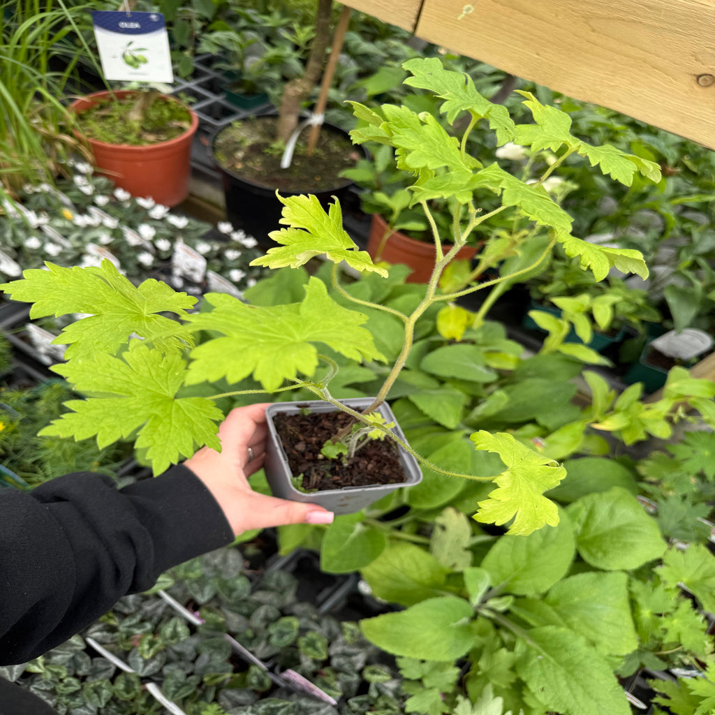 Delphinium Magic Fountain Dark Blue/White 9cm / 3L