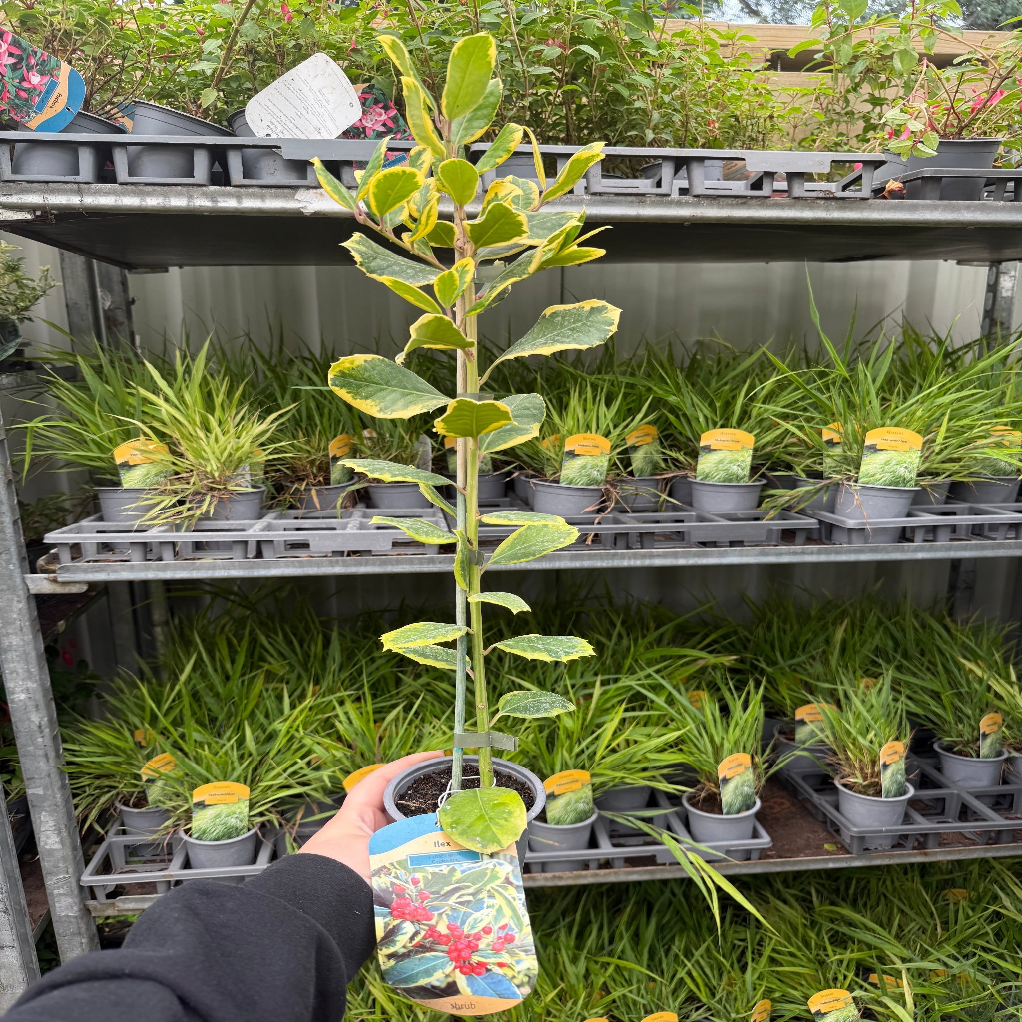Ilex x altaclarensis  'Golden King' | Variegated Holly 9cm / 2L