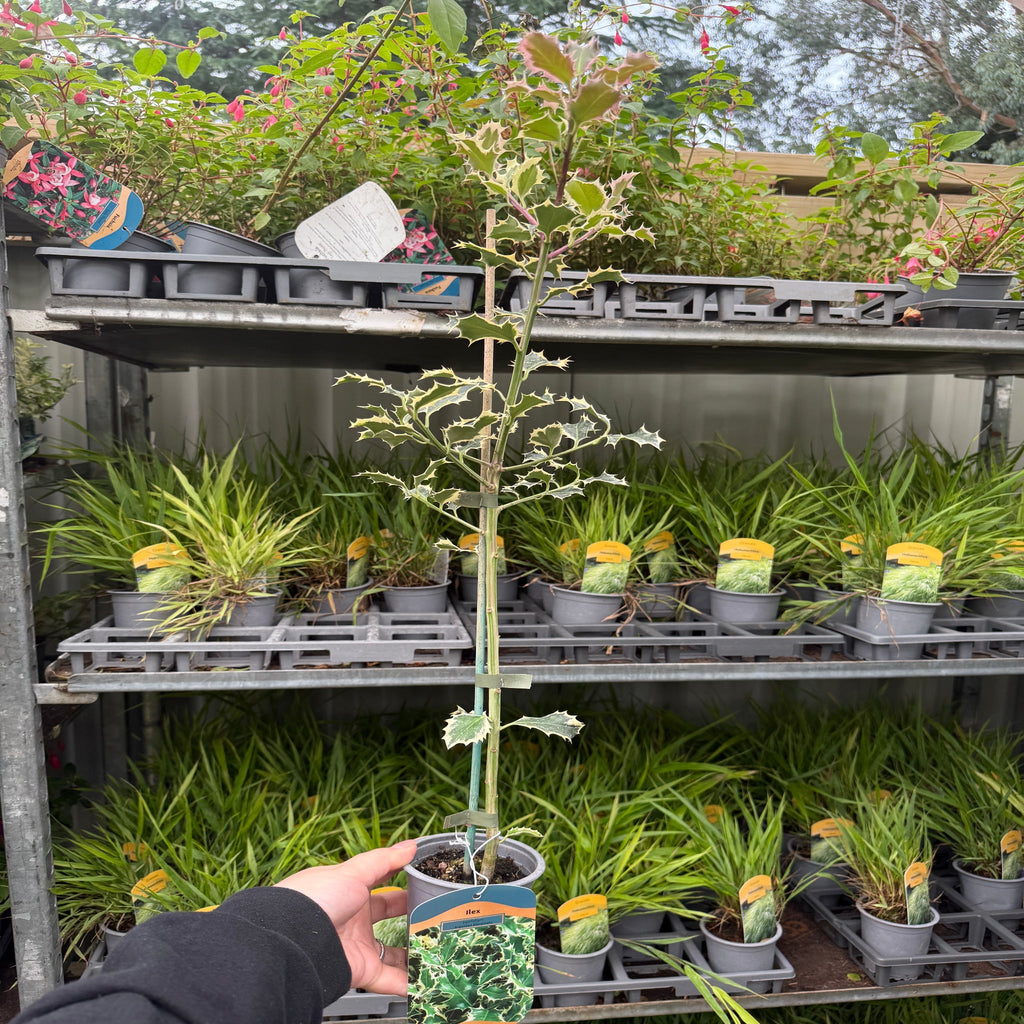 Ilex 'Argentea Marginata' Holly 9cm / 2L