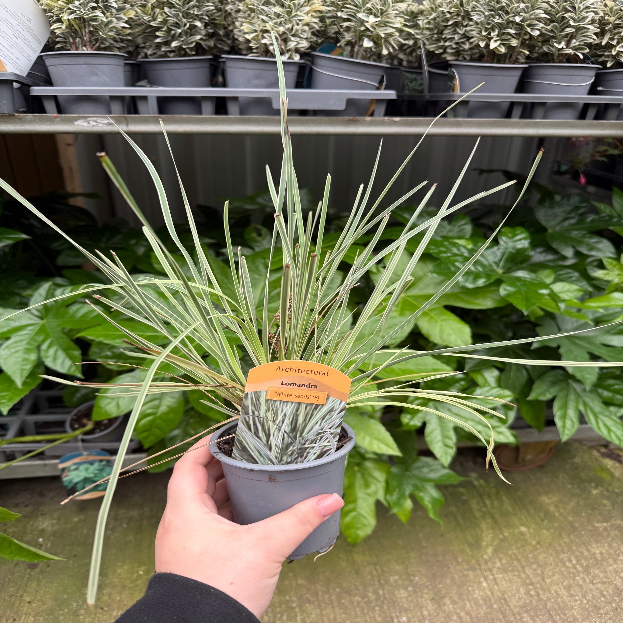 Lomandra longifolia 'White Sands' 9cm