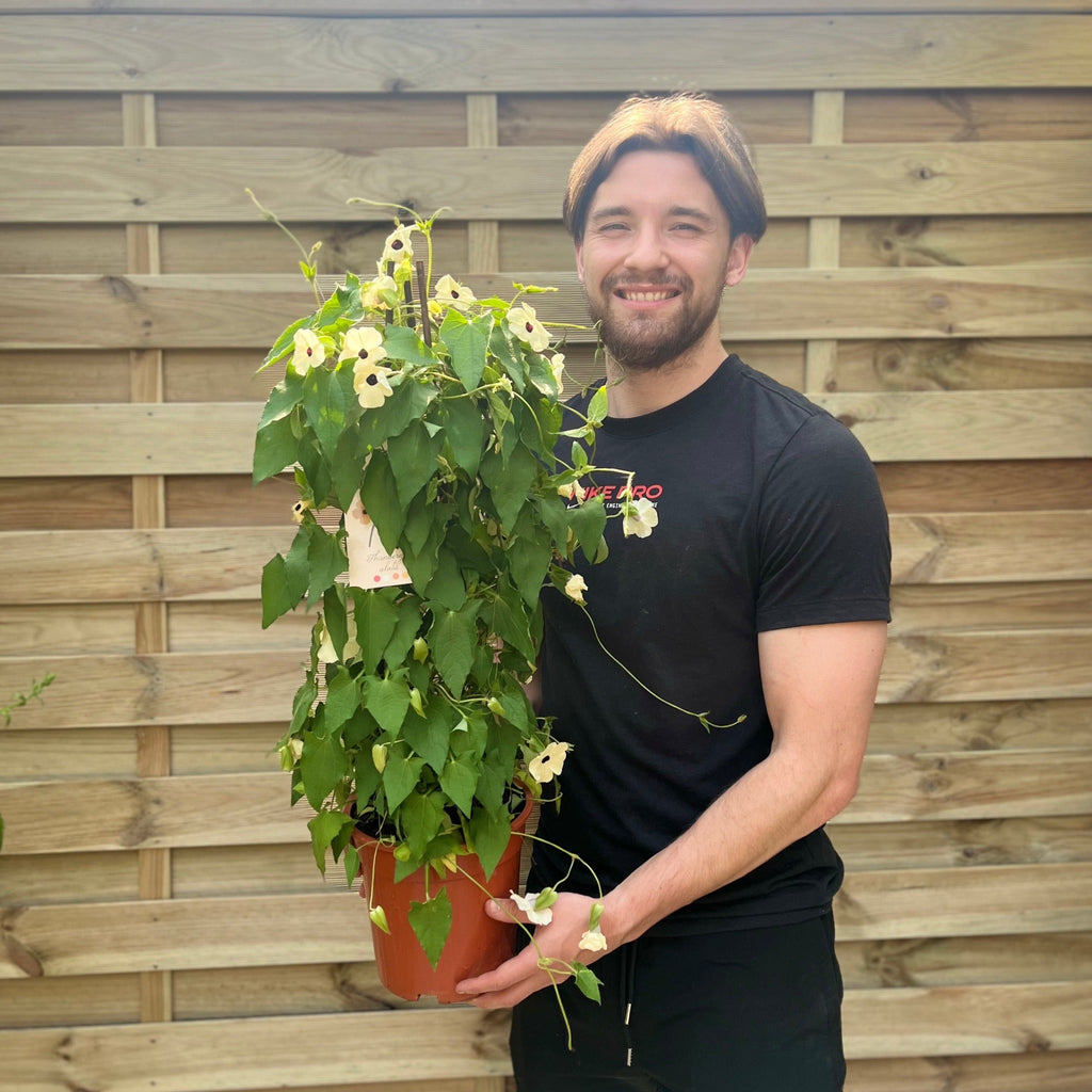 Thunbergia alata Black Eyed Susan (White)