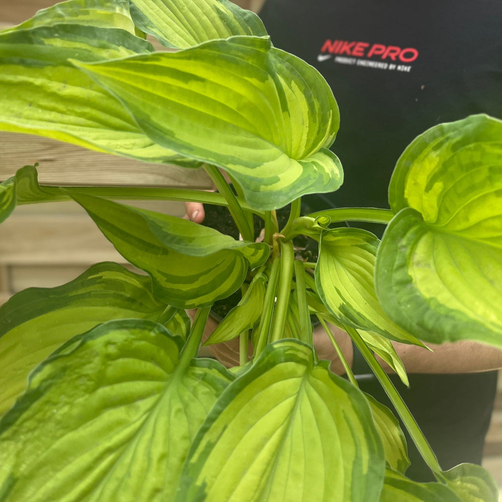 Hosta 'Albopicta' 2L