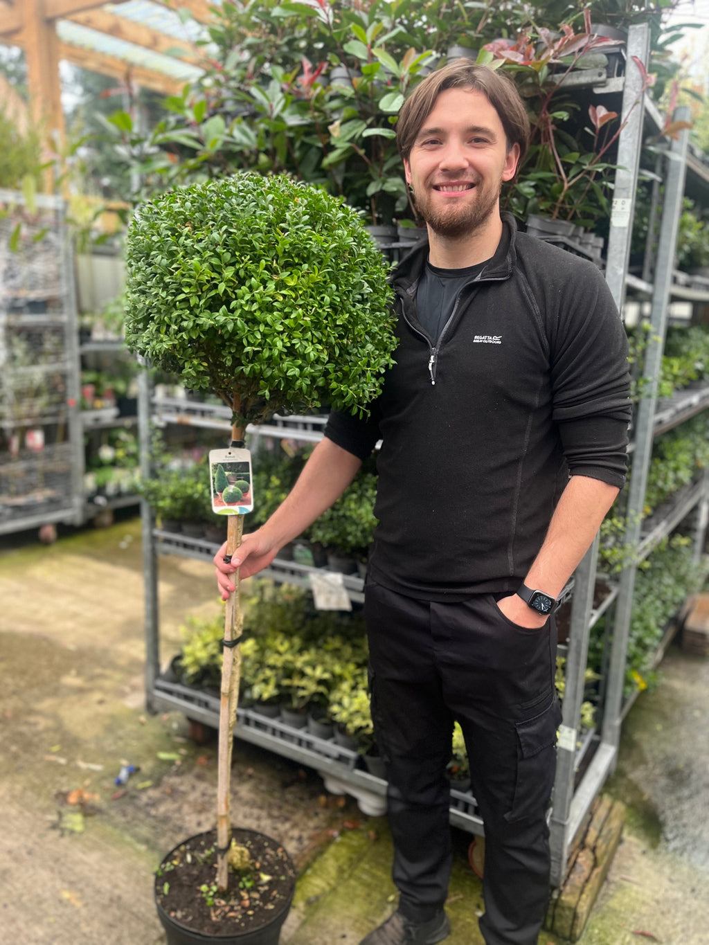 Buxus Topiary Ball on Stem | Buxus sempervirens Topiary | 80-90cm/160cm