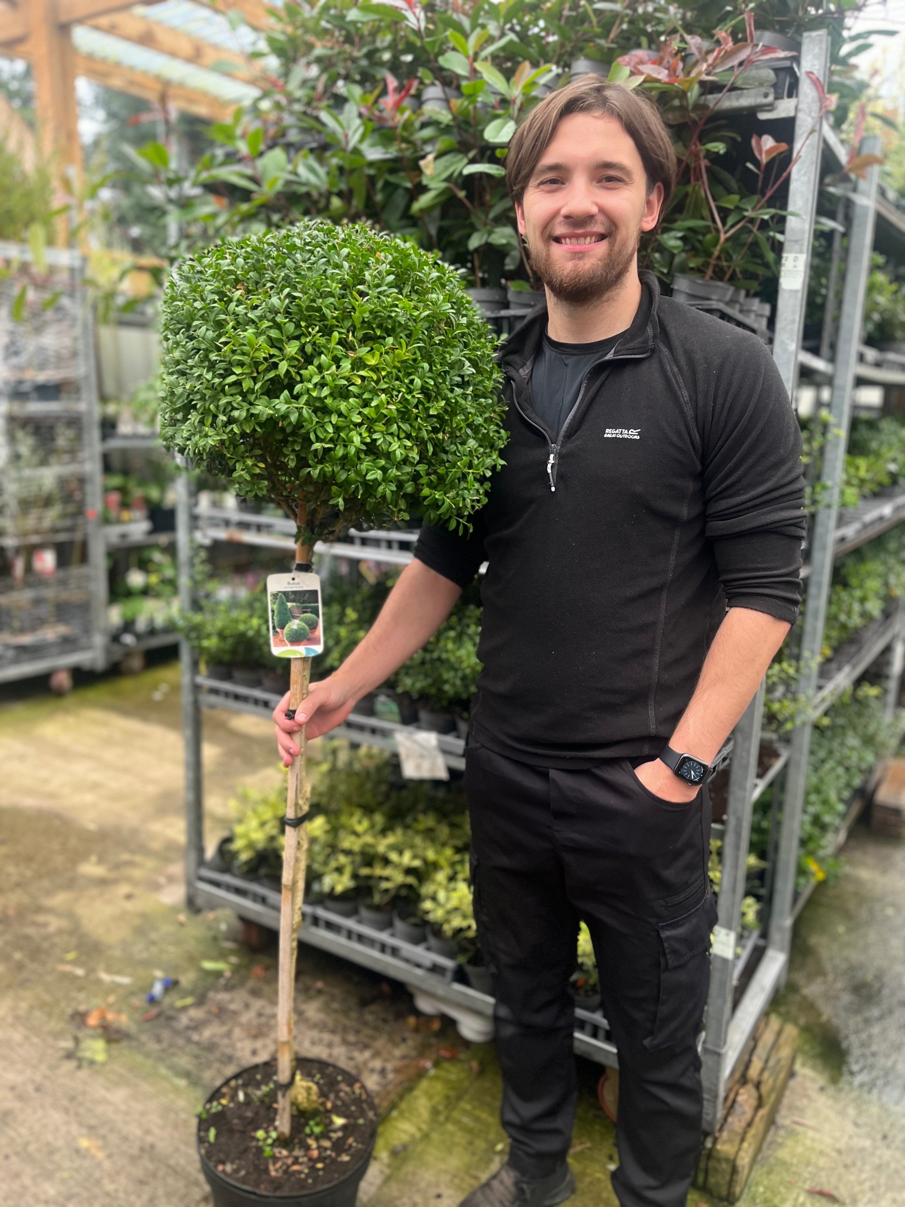 Buxus Topiary Ball on Stem | Buxus sempervirens Topiary | 80-90cm/160cm