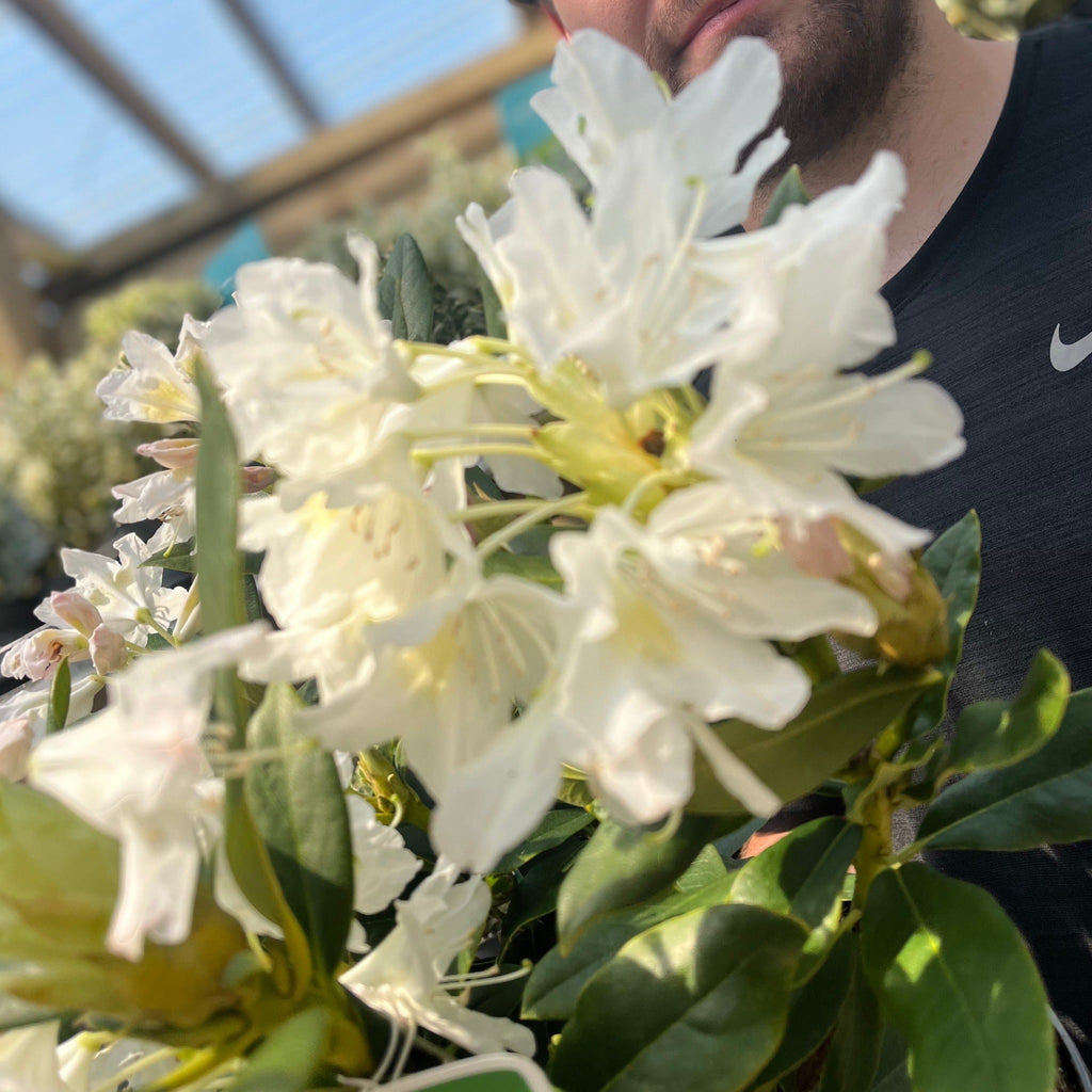 Rhododendron 'Cunninghams White' 2L / 3L