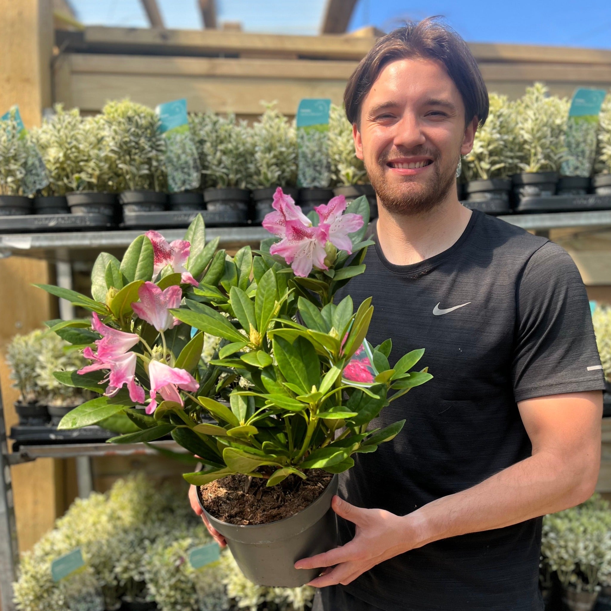 Rhododendron 'Cosmopolitan' 3L