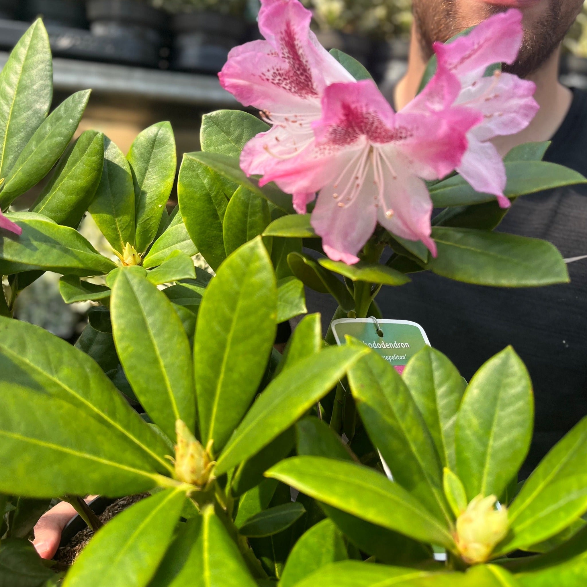 Rhododendron 'Cosmopolitan' 3L