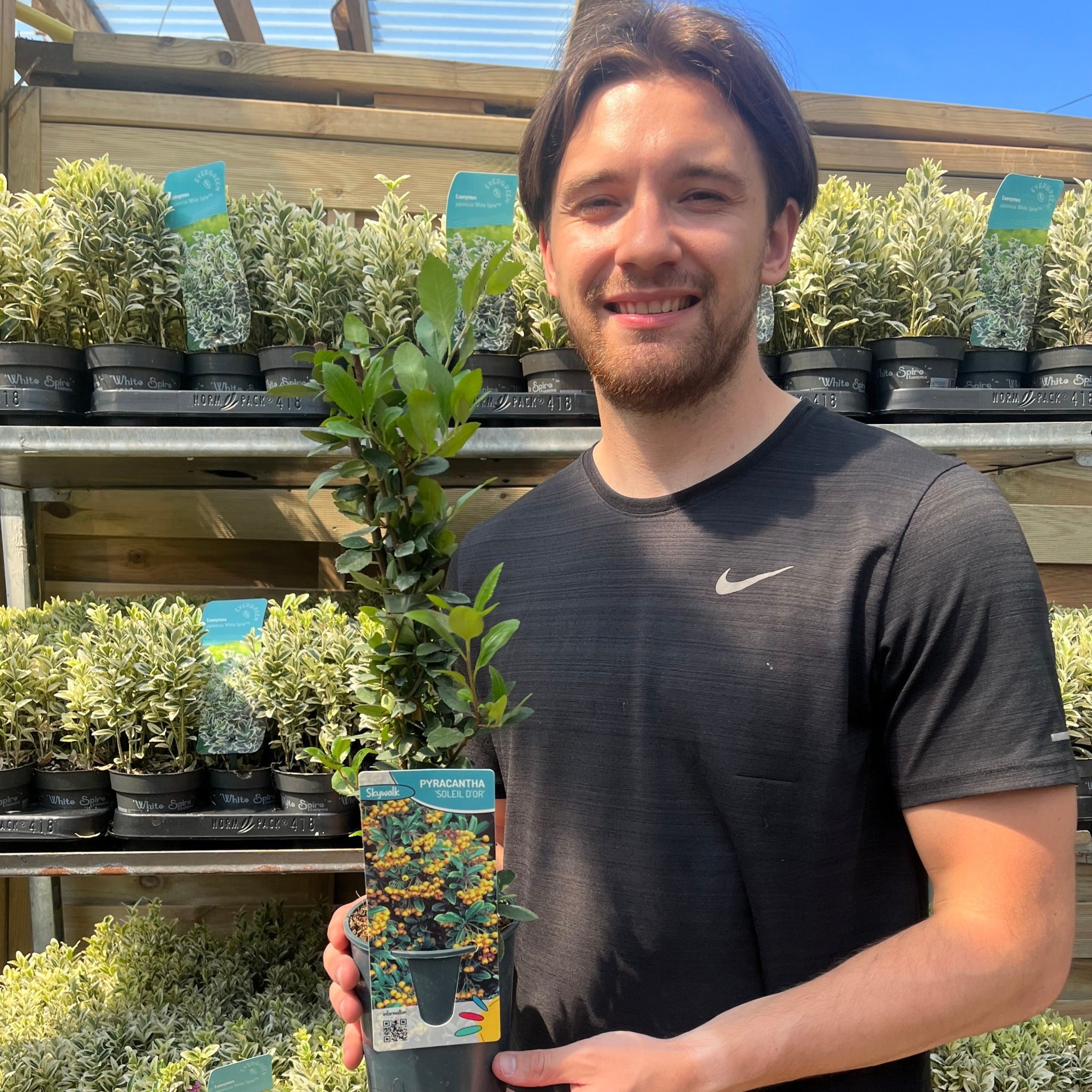 Pyracantha 'Soleil D'or' 1L/2L