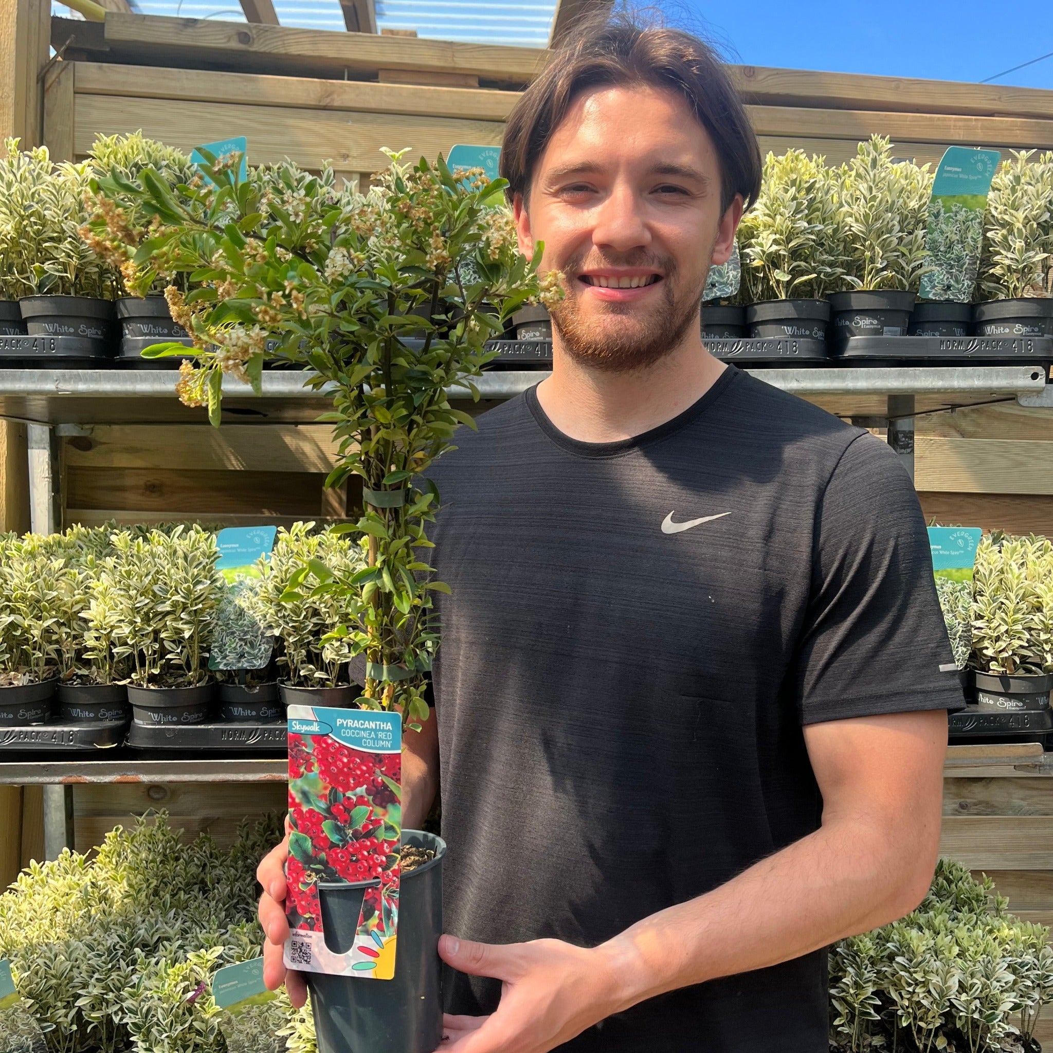 Pyracantha coccinea 'Red Column' 1L/2L