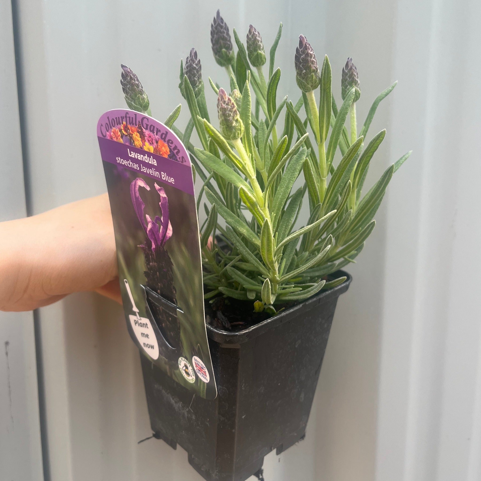 Lavender Stoechas Javelin Blue 9cm/1.5L