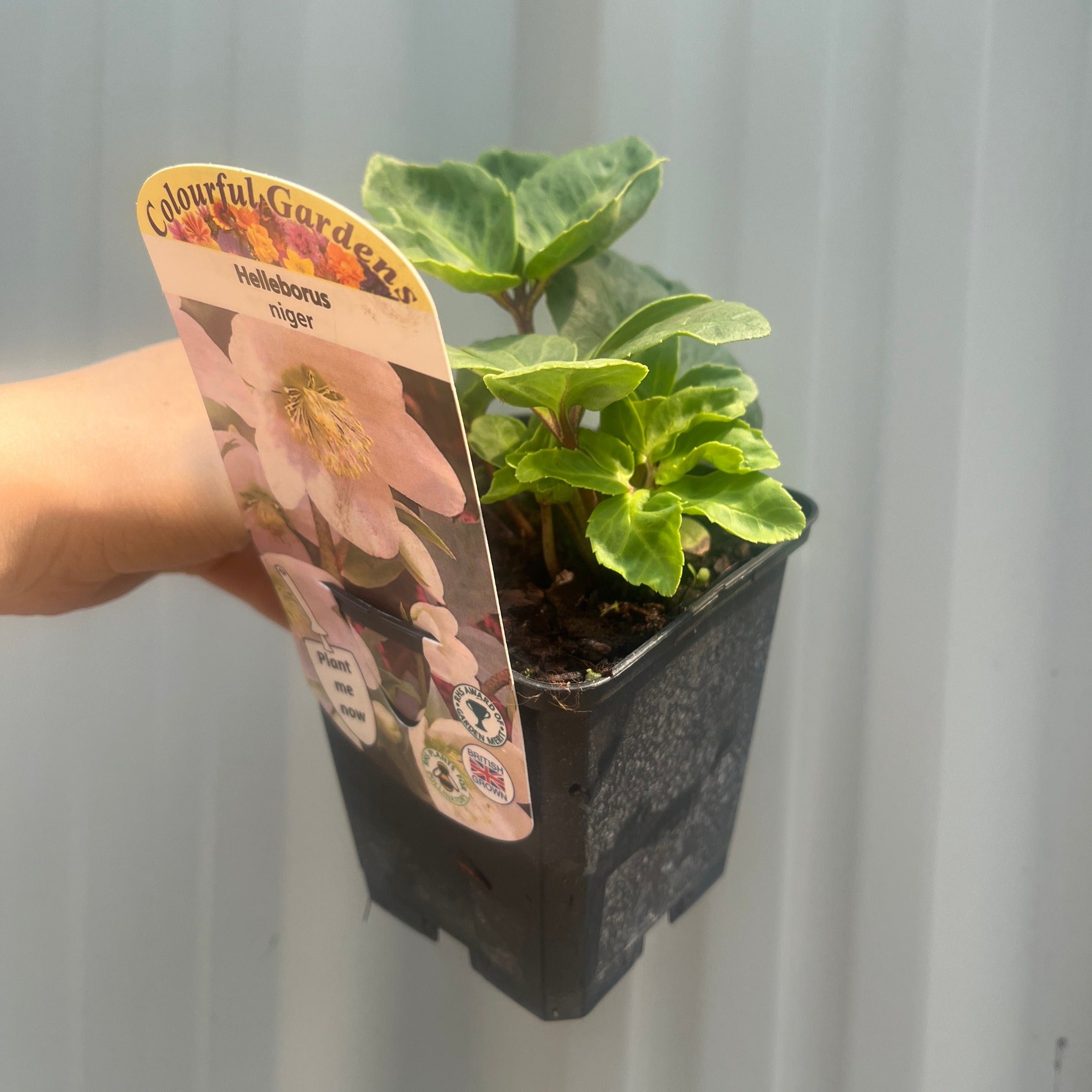 Helleborus nyger 'Christmas Carol' | Christmas Rose | Hellebore | 9cm-2L Available