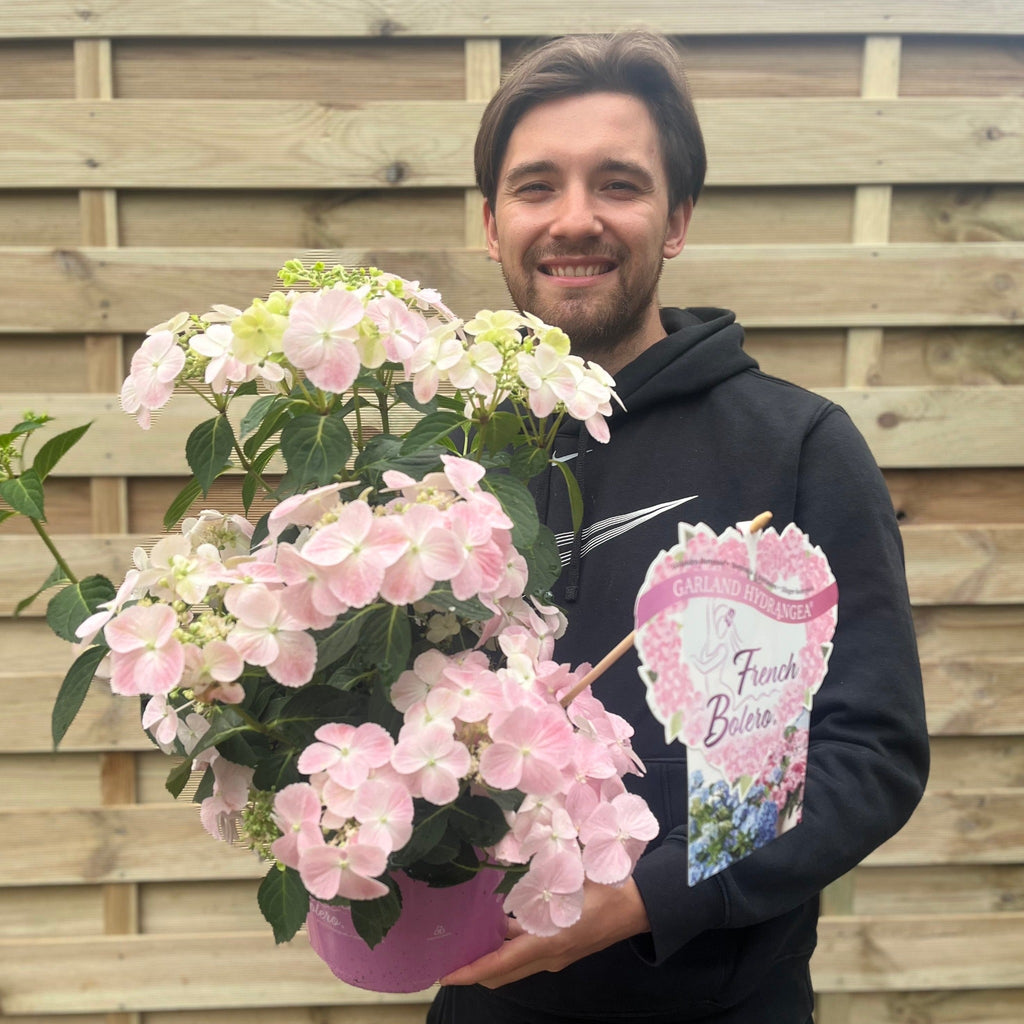 Hydrangea 'French Bolero' Pink 3L