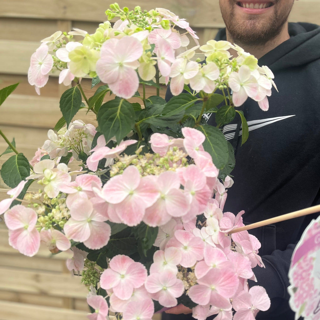 Hydrangea 'French Bolero' Pink 3L