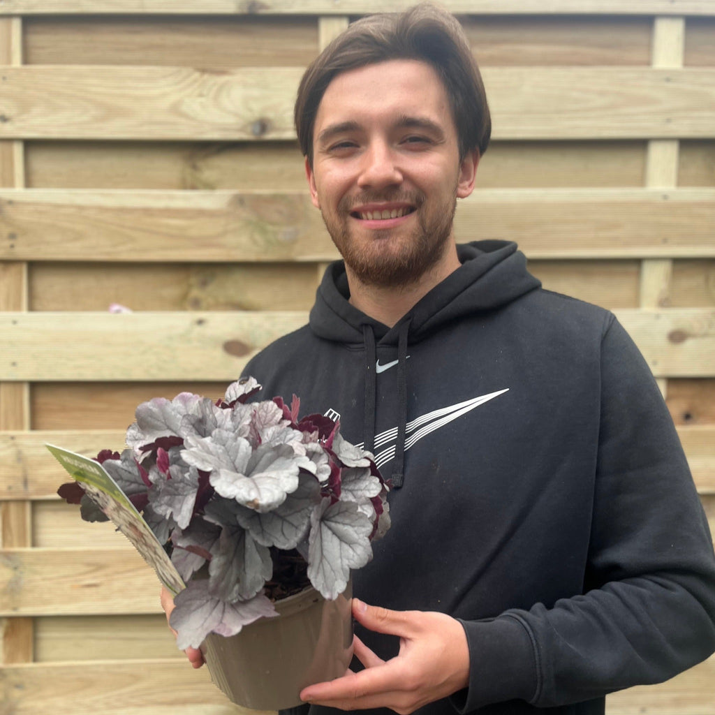 Heuchera 'Silverberry' 2L