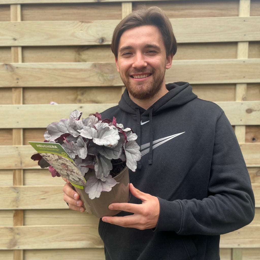 Heuchera 'Silver Gumdrop' 2L