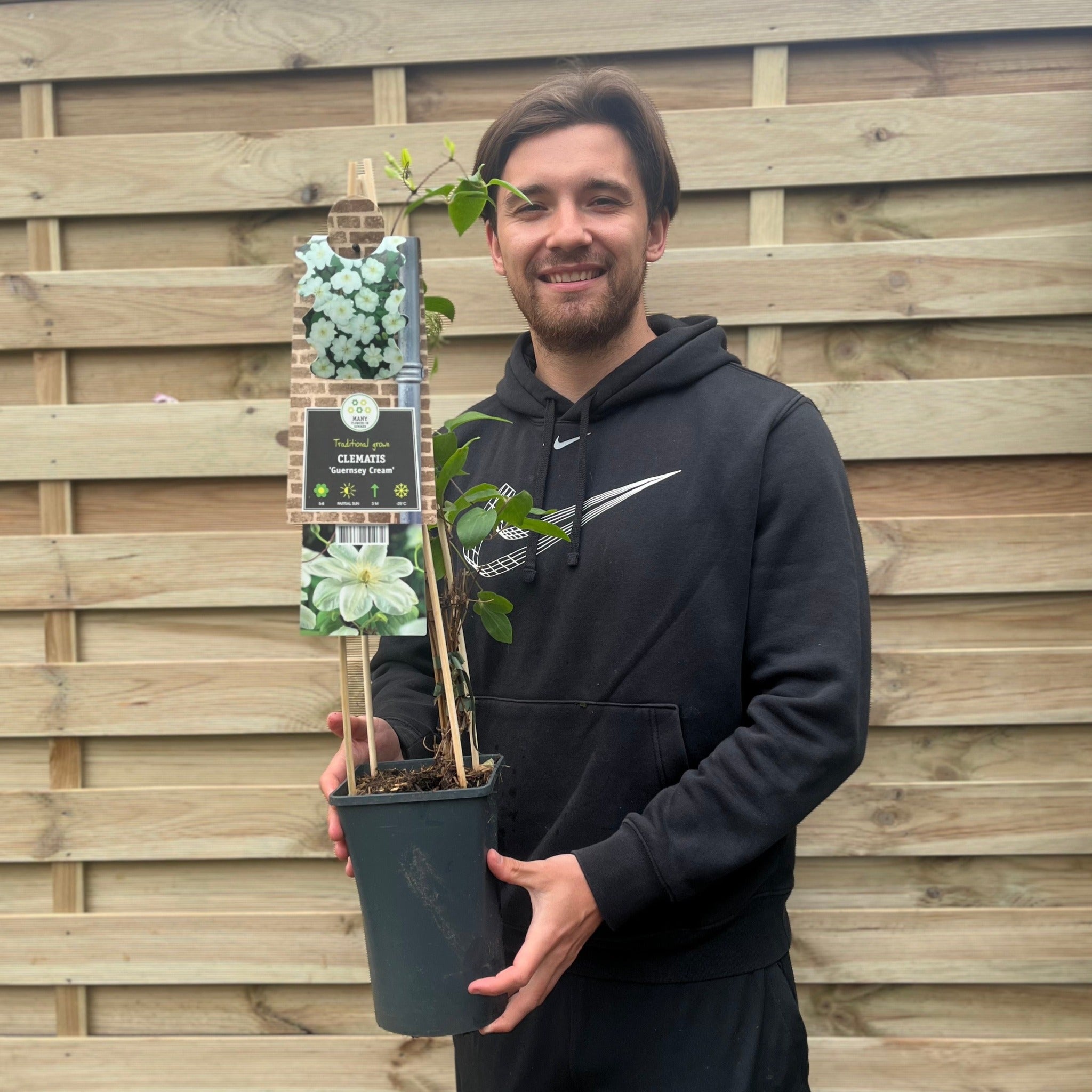 Clematis 'Guernsey Cream' 70cm