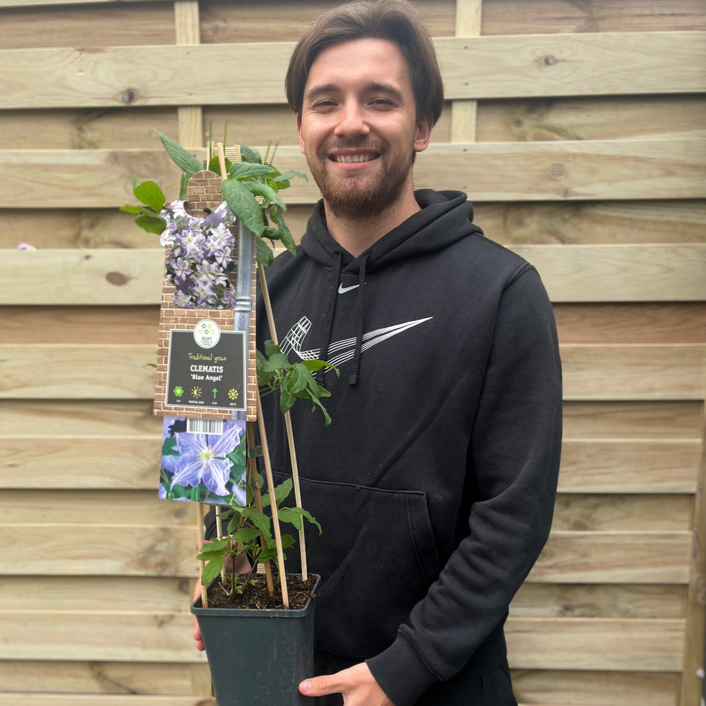 Clematis 'Blue Angel' 60cm
