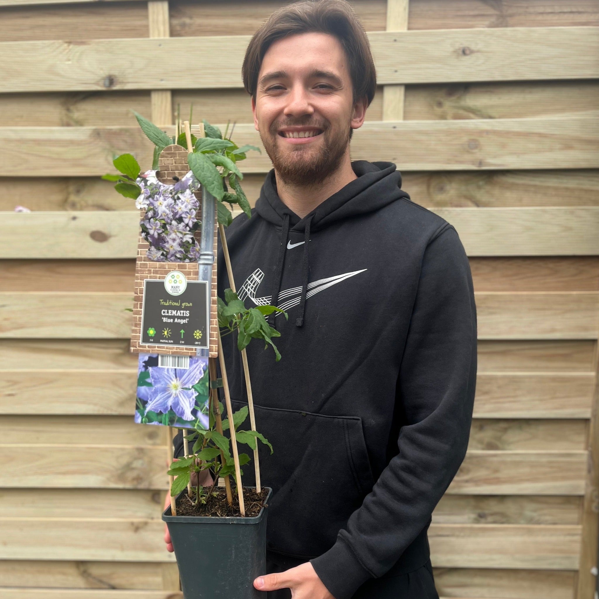 Clematis 'Blue Angel' 60cm