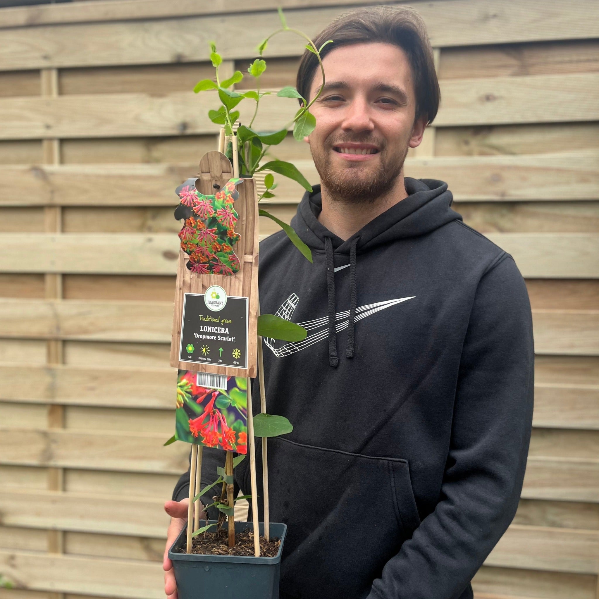 Lonicera 'Dropmore Scarlet' (Honeysuckle) 60-70cm