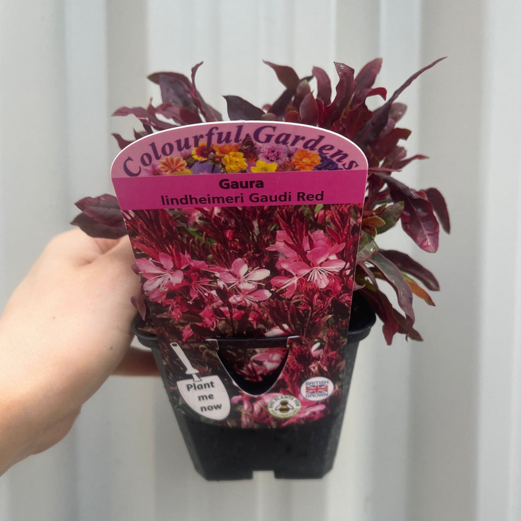 Gaura lindheimeri Gaudi Red 9cm/1.5L