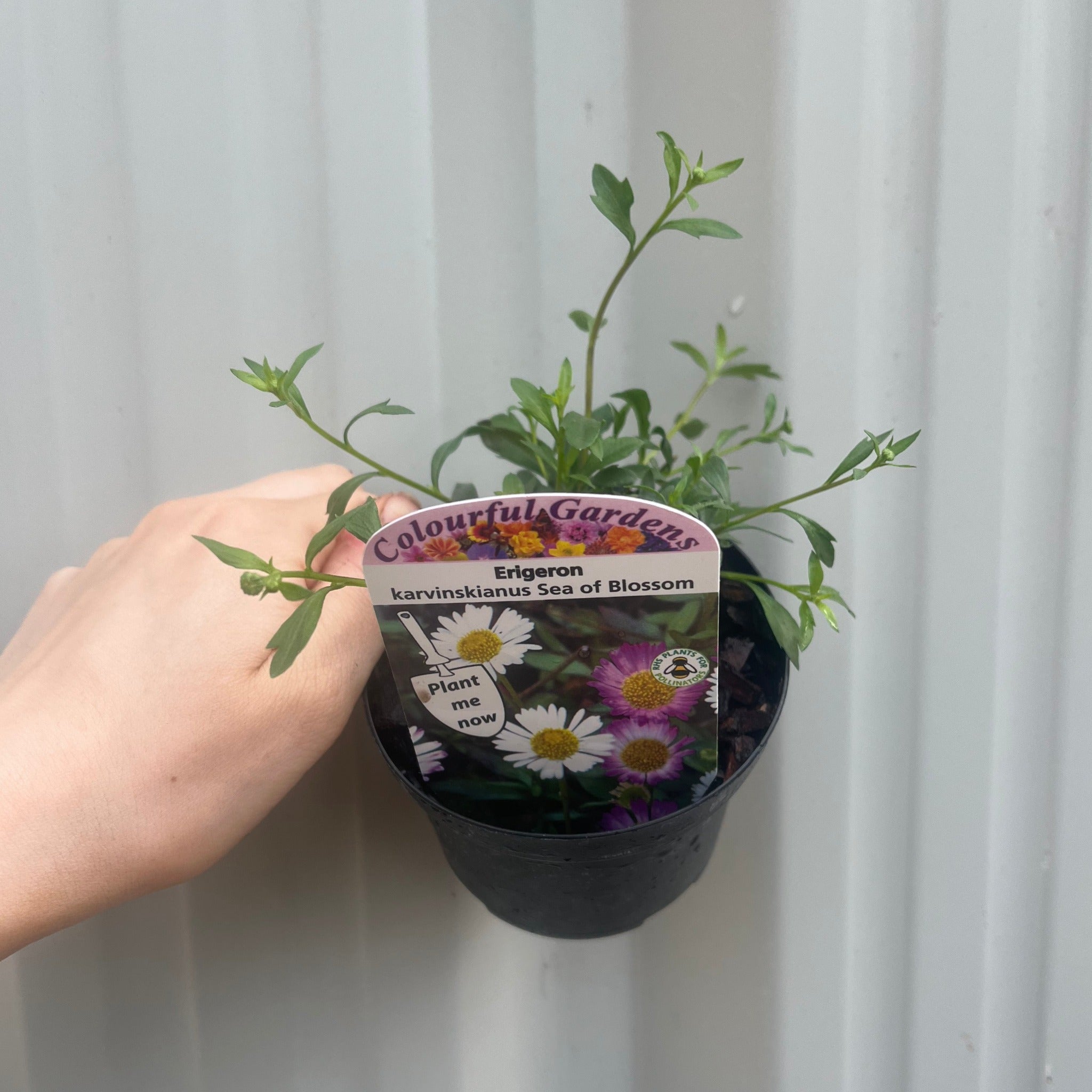 Erigeron karvinskianus 'Sea of Blossom' 9cm