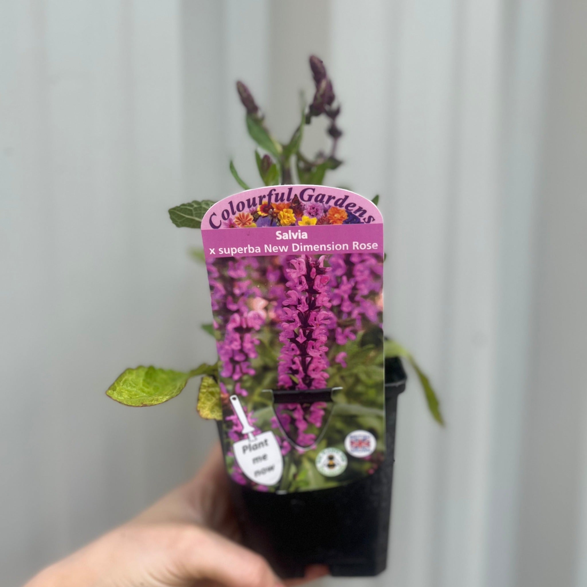 Salvia x superba Merleau Rose  9cm